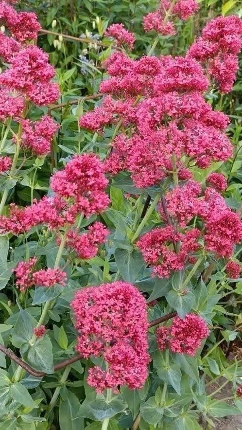 Rode valeriaan/ spoorbloem, potjes 0,50 cent, Tuin en Terras, Volle zon, Vaste plant, Zomer, Ophalen