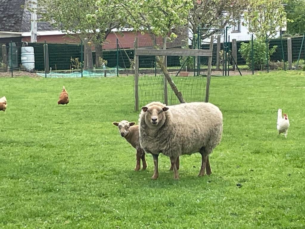 Moeder schaap met ram lam te koop, Schaap