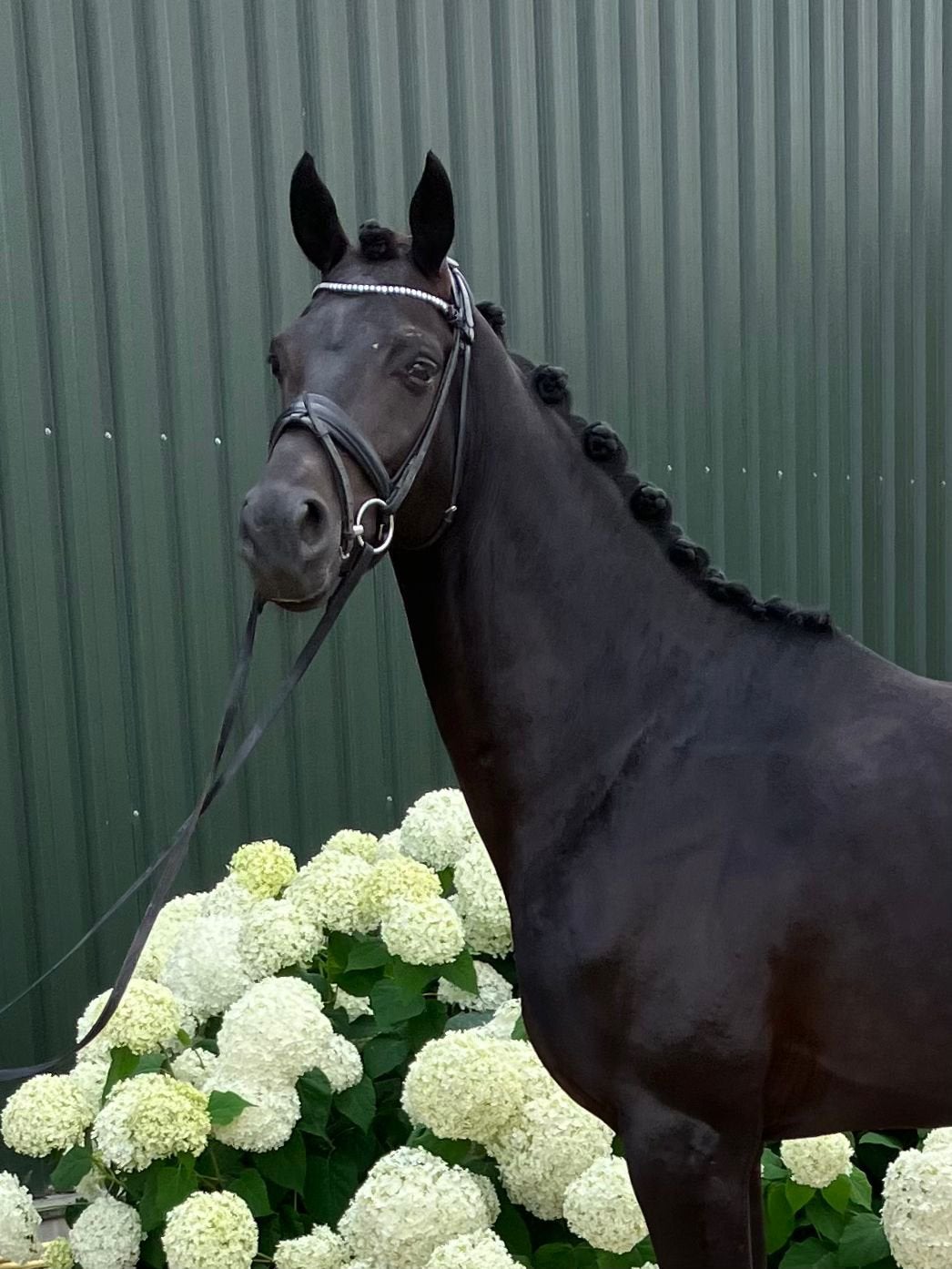 Chique 5 jr ruin, Cheval de dressage, Hongre, Débourré, 160 à 165 cm