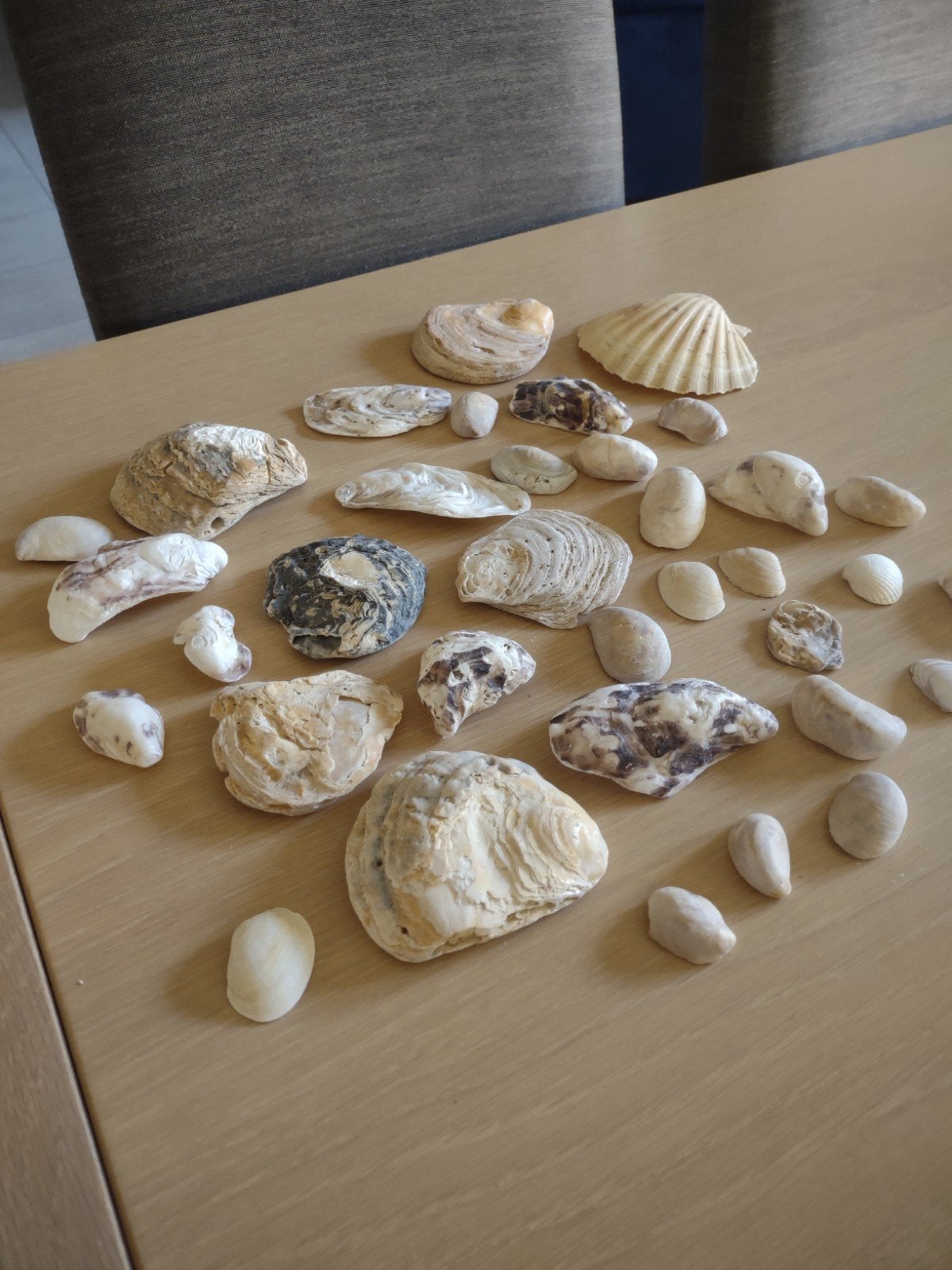 Partij schelpen., Verzamelen, Overige Verzamelen, Ophalen of Verzenden