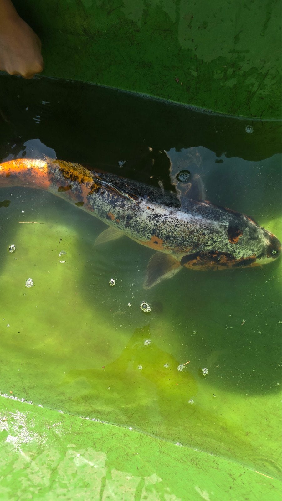 koi karper 60 cm, Dieren en Toebehoren, Vissen | Aquariumvissen