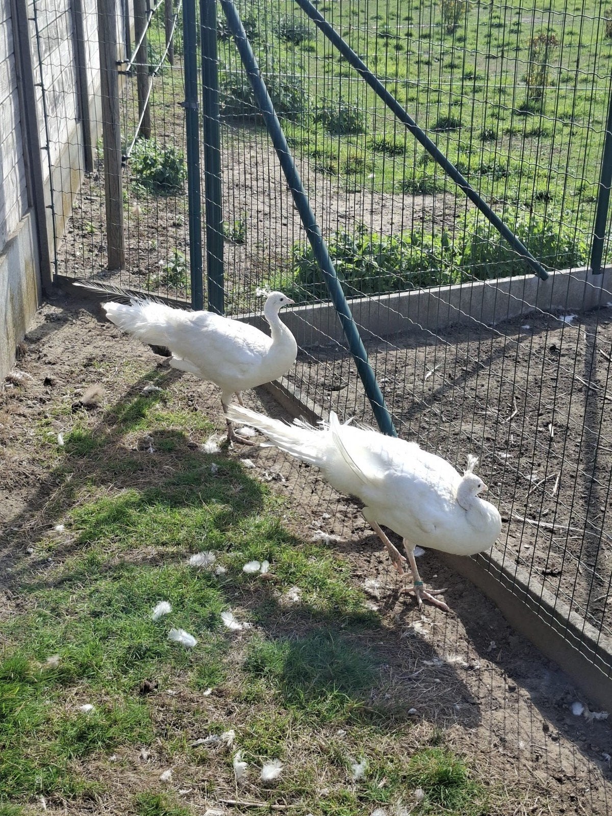 witte pauwhaan te koop, kweekrijp, 4/5 jaar