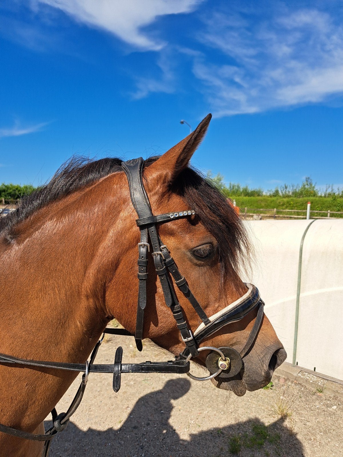 Knappe c pony merrie, Dieren en Toebehoren, Paarden, Merrie
