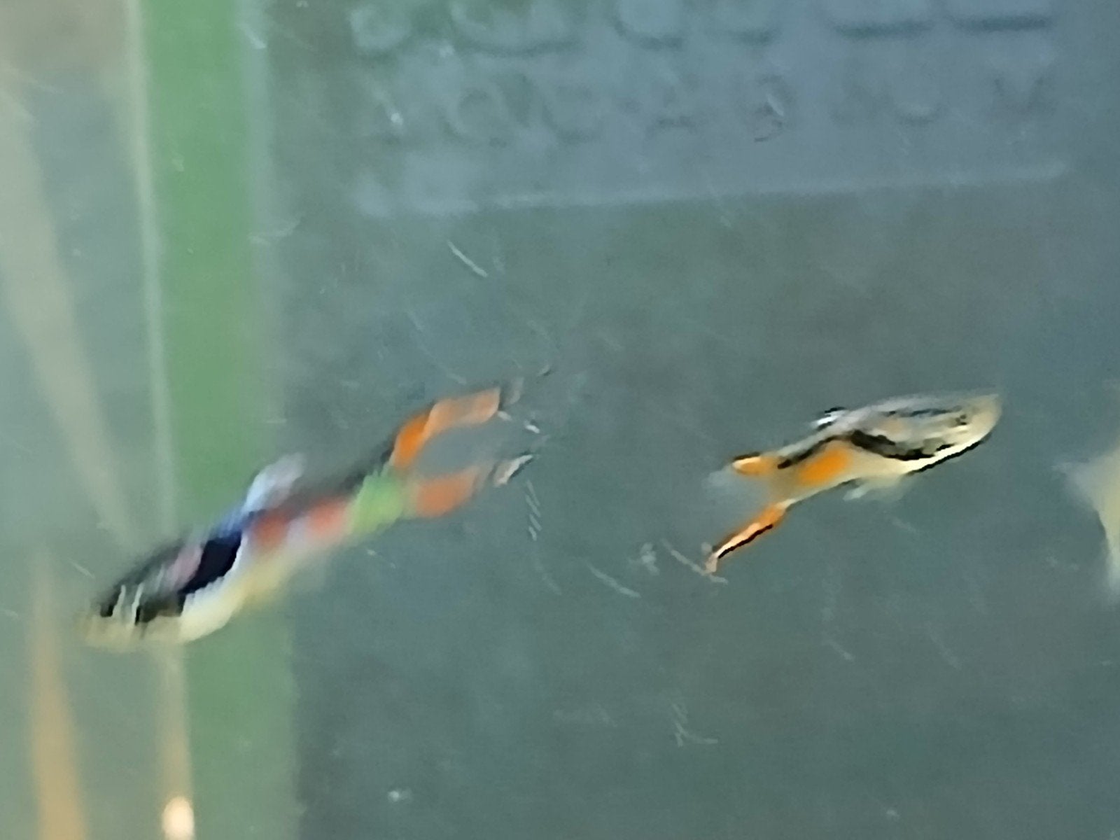endler guppies mix, Dieren en Toebehoren