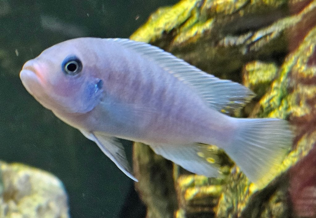 Maylandia Estherae minos reef malawi cichliden, Vis, Zoetwatervis