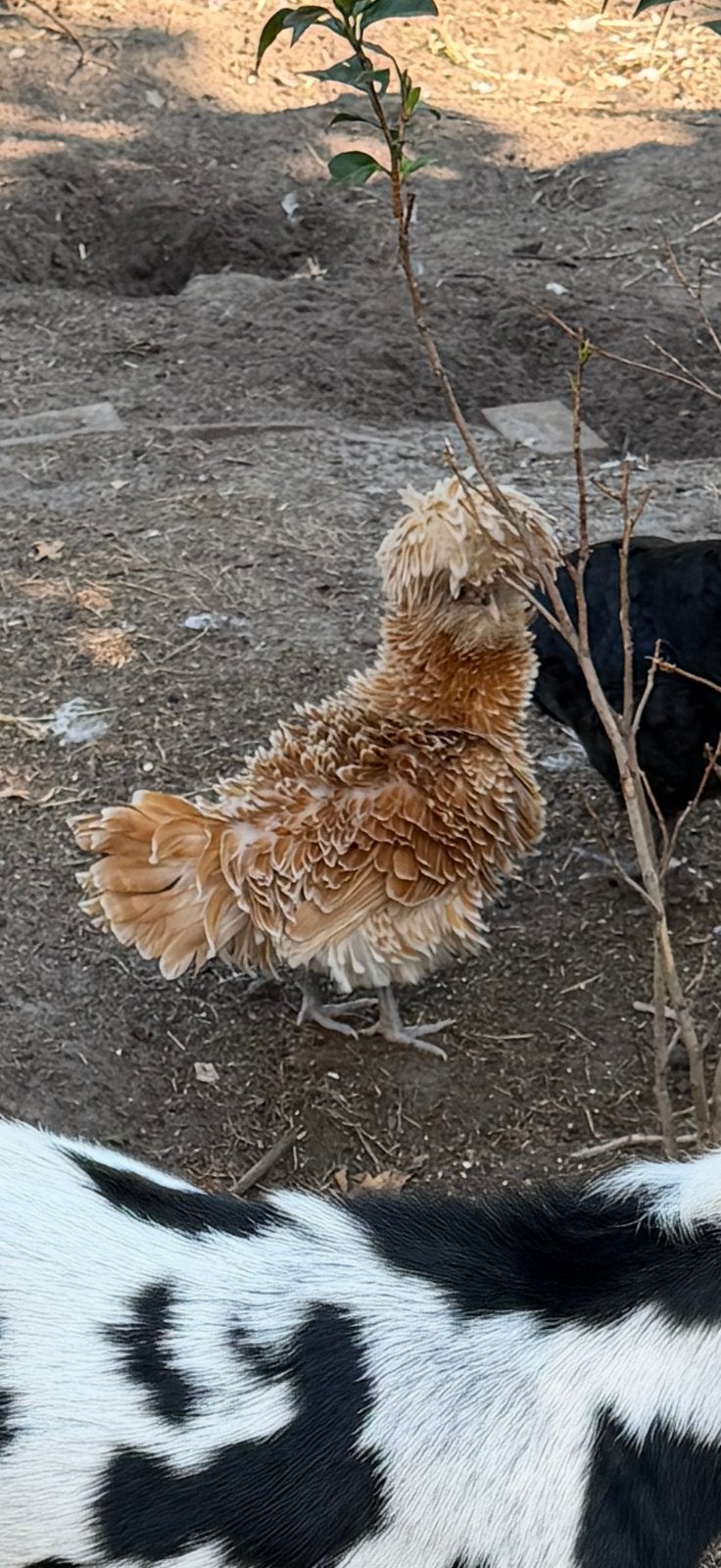 Padua krulveer hen 2026, Dieren en Toebehoren, Vrouwelijk, Kip