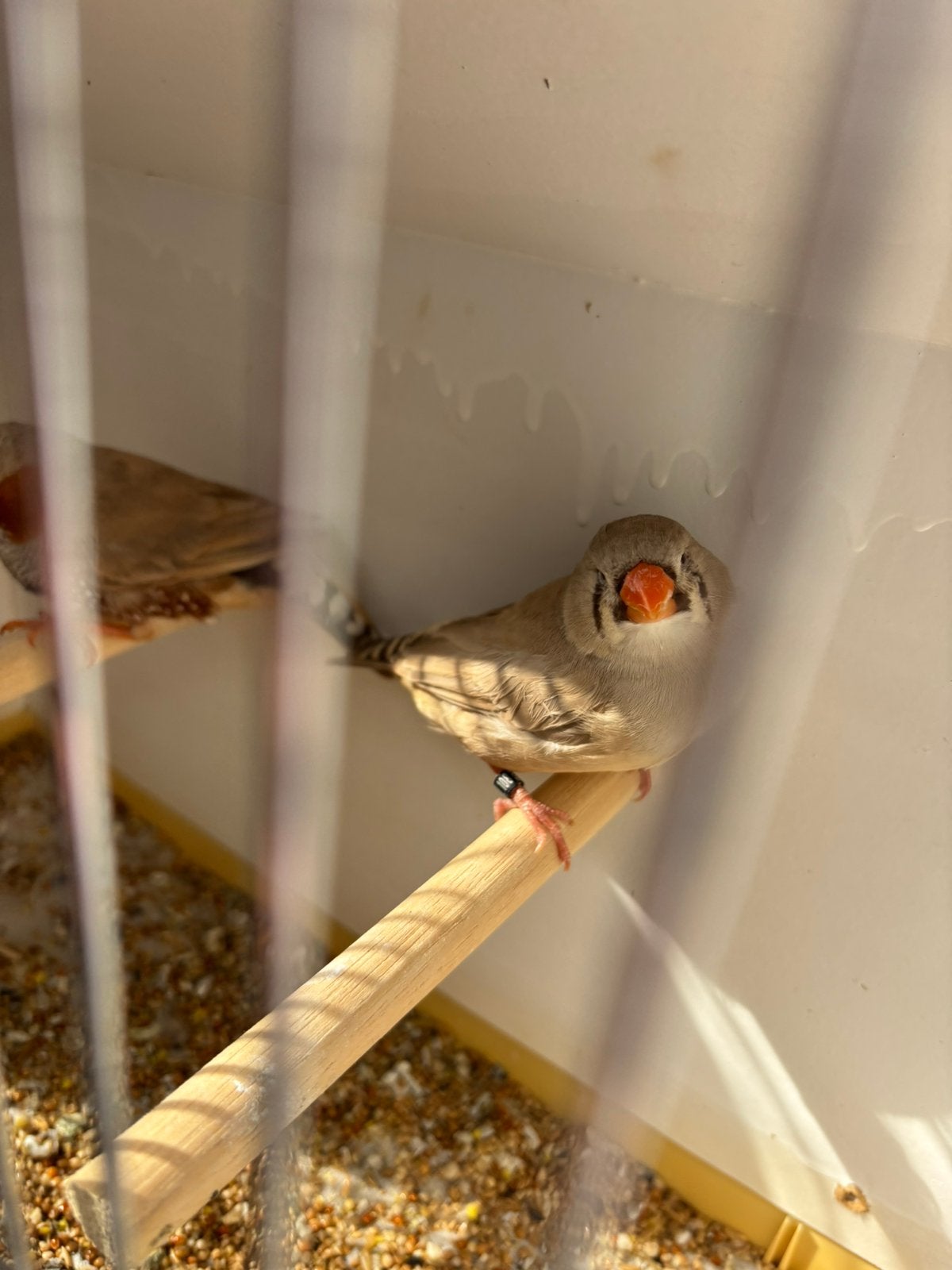 TT ZEBRAVINKEN split isabel, Plusieurs animaux, Oiseau chanteur sauvage, Bagué