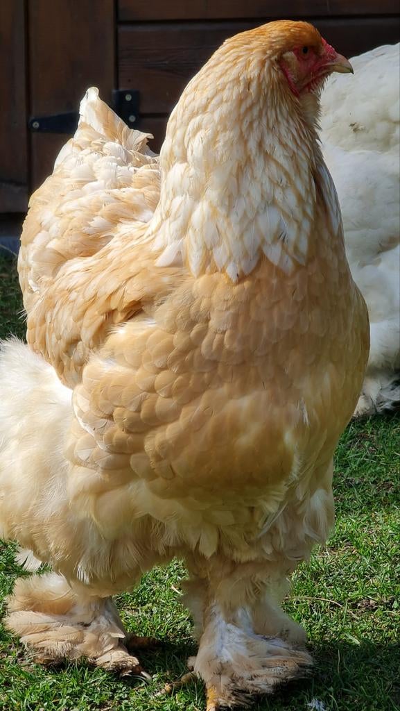 Brahma lemon pyle broedeieren raszuiver, Geslacht onbekend, Kip