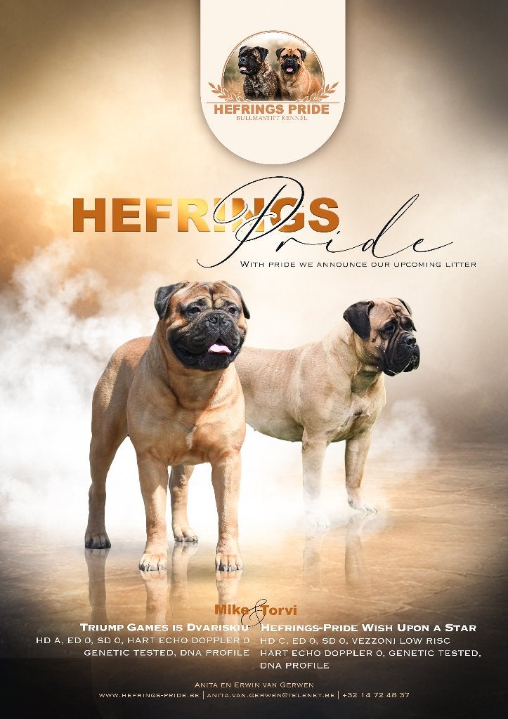 Bullmastiff pups met stamboom, Parvo, België, Fokker | Hobbymatig, Overige rassen