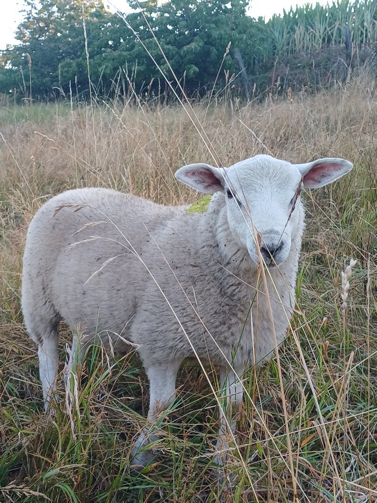 Schapen: Jonge rammen, Dieren en Toebehoren
