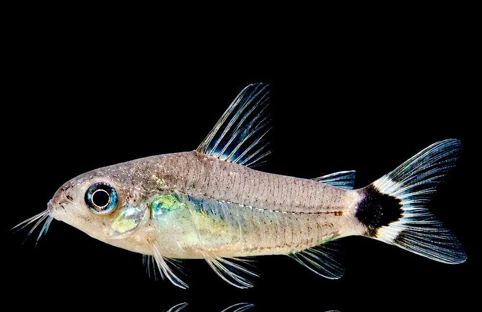 Corydoras Hastatus - Veilig met garnalen, Dieren en Toebehoren, Vis, Zoetwatervis, Schoolvis