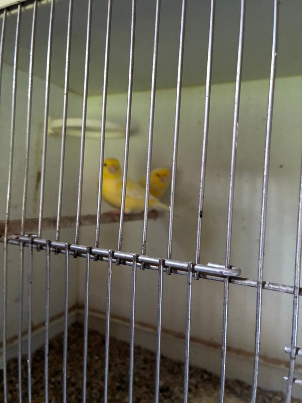 Kanaries, Dieren en Toebehoren, Meerdere dieren