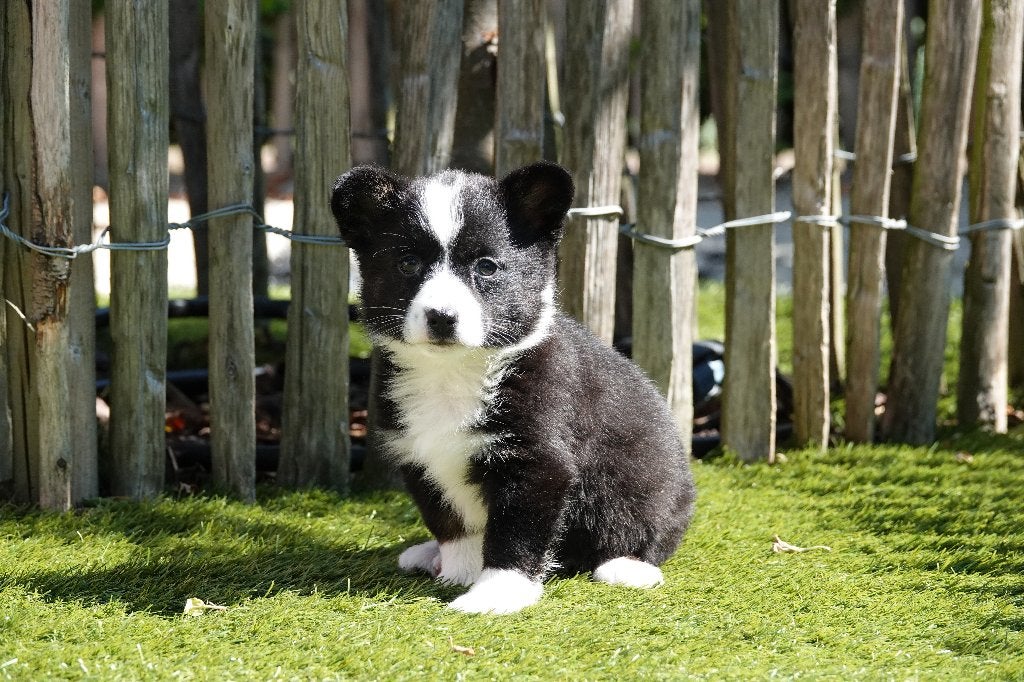 Magnifiques chiot Welsh Corgi Cardigan, avec pedigree, Belgique, Un chien, Hépatite contagieuse (maladie de Rubarth), Chienne