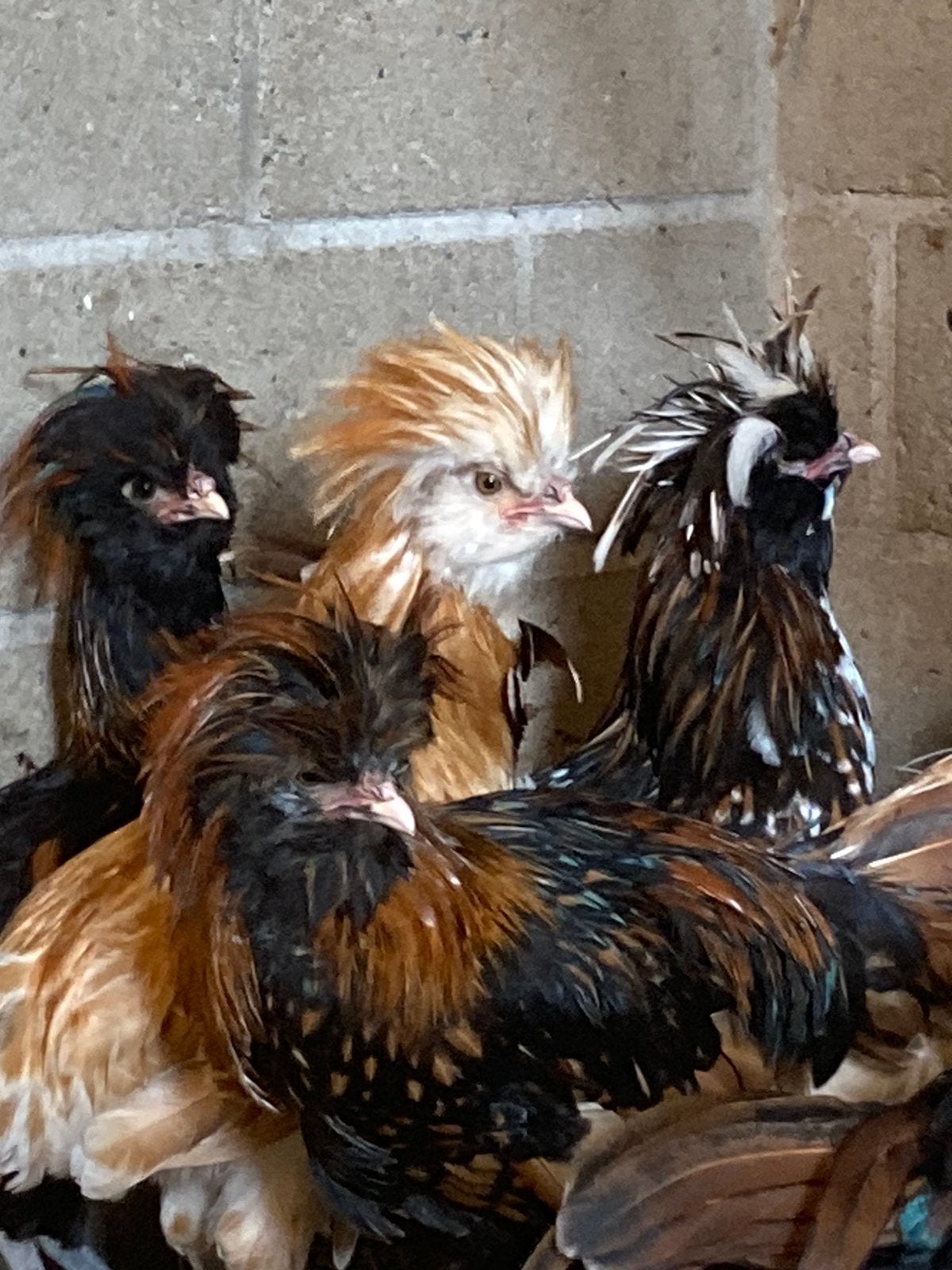 Padua hanen, Dieren en Toebehoren, Mannelijk, Kip
