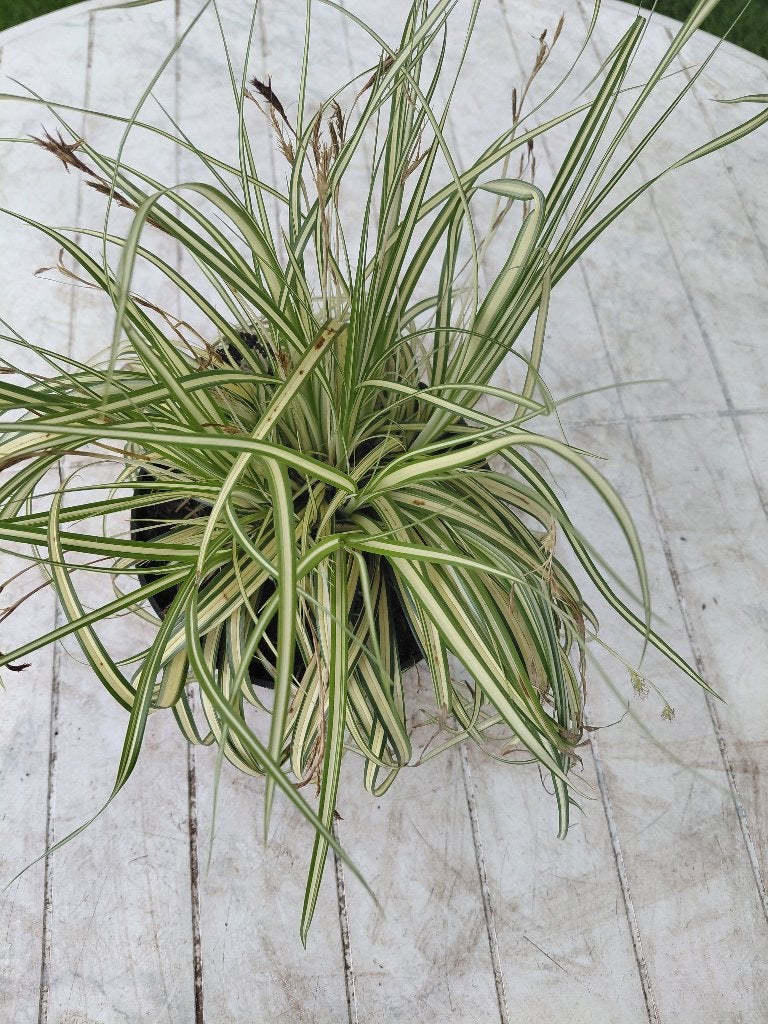 Carex Evergold, Tuin en Terras, Ophalen, Halfschaduw