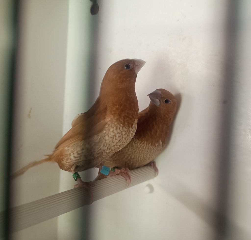 koppel bruine japanse meeuwtjes, Dieren en Toebehoren, Vogels | Overige Vogels, Meerdere dieren, Tropenvogel, Tam