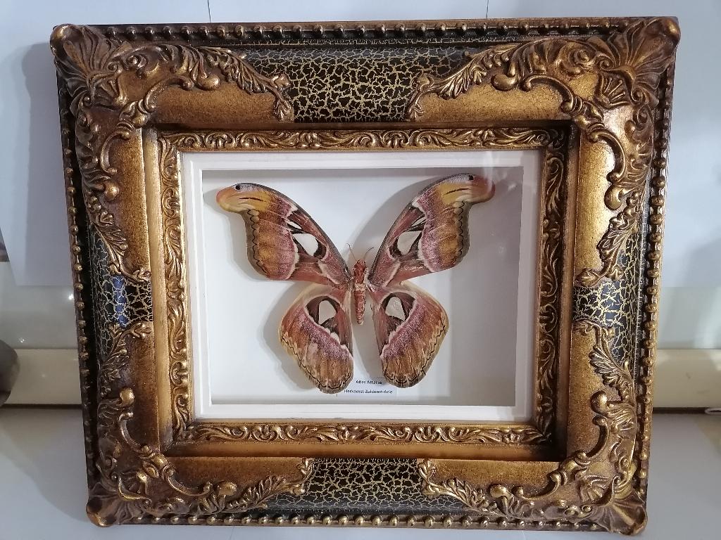 Taxidermy, Verzamelen, Verzenden, Nieuw, Insect, Opgezet dier