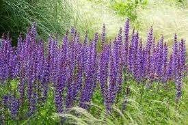 Salvia Caradonna, Tuin en Terras, Ophalen, Halfschaduw