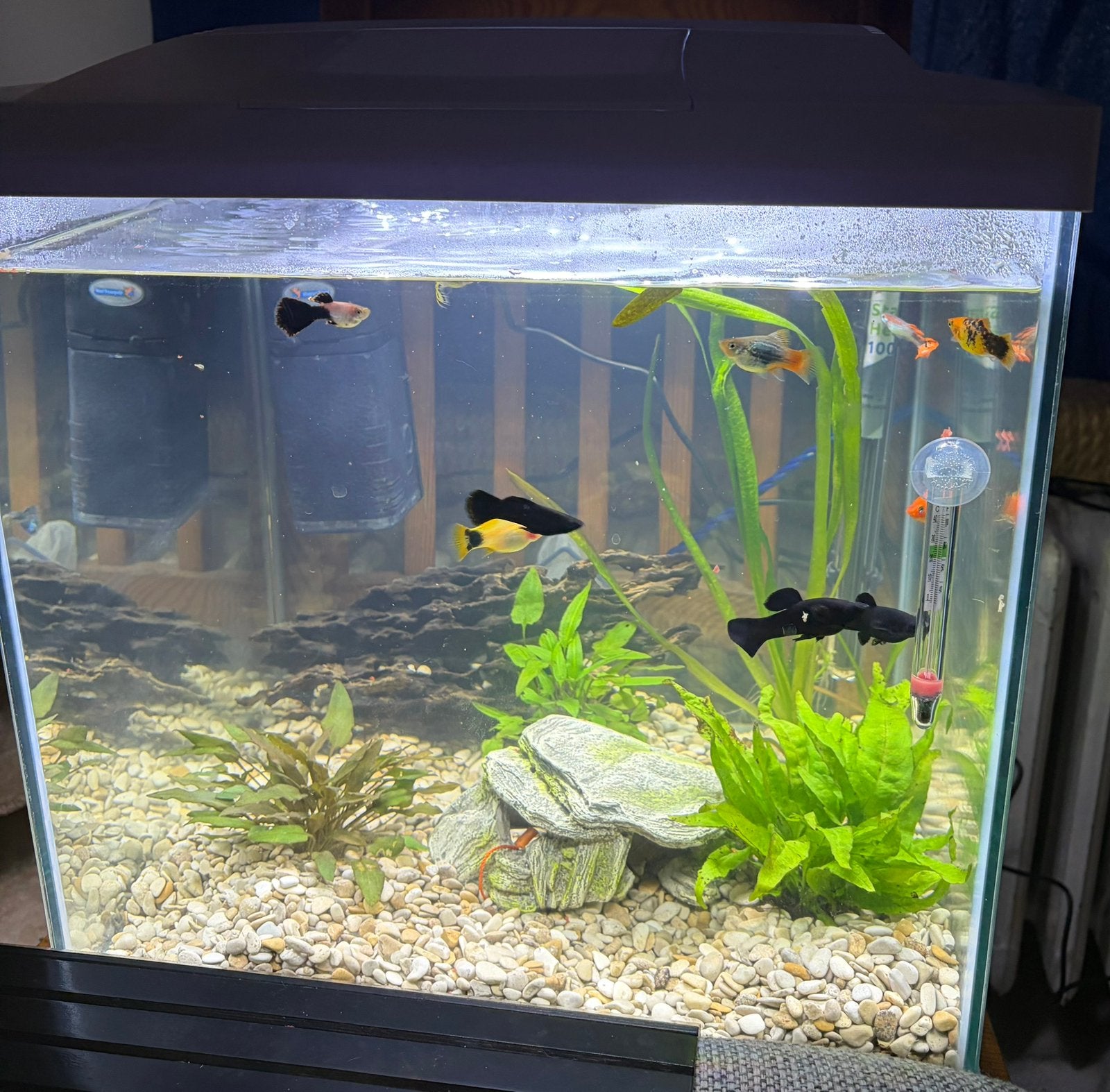 Aquarium met visjes, Poisson, Poisson d'eau douce, Banc de poissons