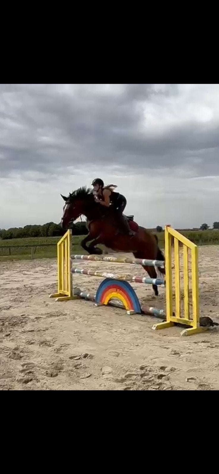 6- jarige springmerrie, Animaux & Accessoires, Chevaux, B, Avec pedigree, 165 à 170 cm, Cheval de saut