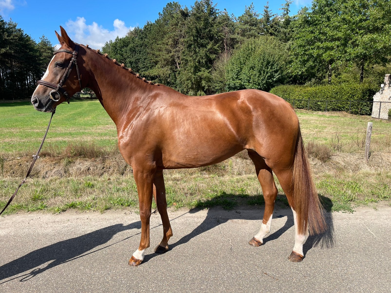 6 jarige merrie APACHE X FLORENCIO, Dieren en Toebehoren, Paarden, Merrie