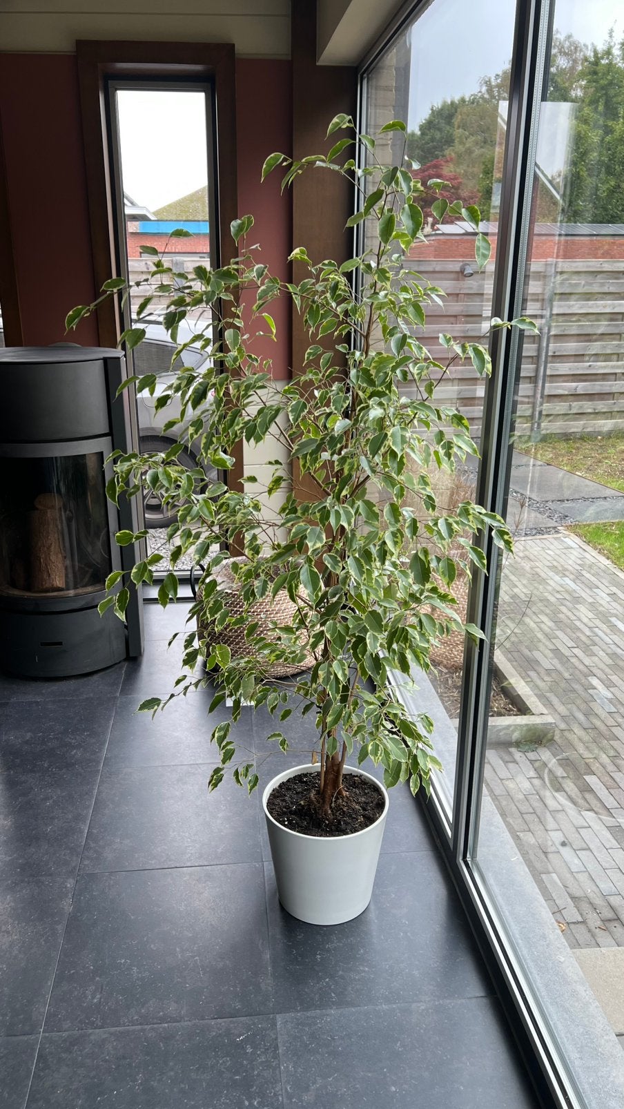 Ficus benjamina – inclusief witte keramieken IKEA-pot, Enlèvement, Ficus