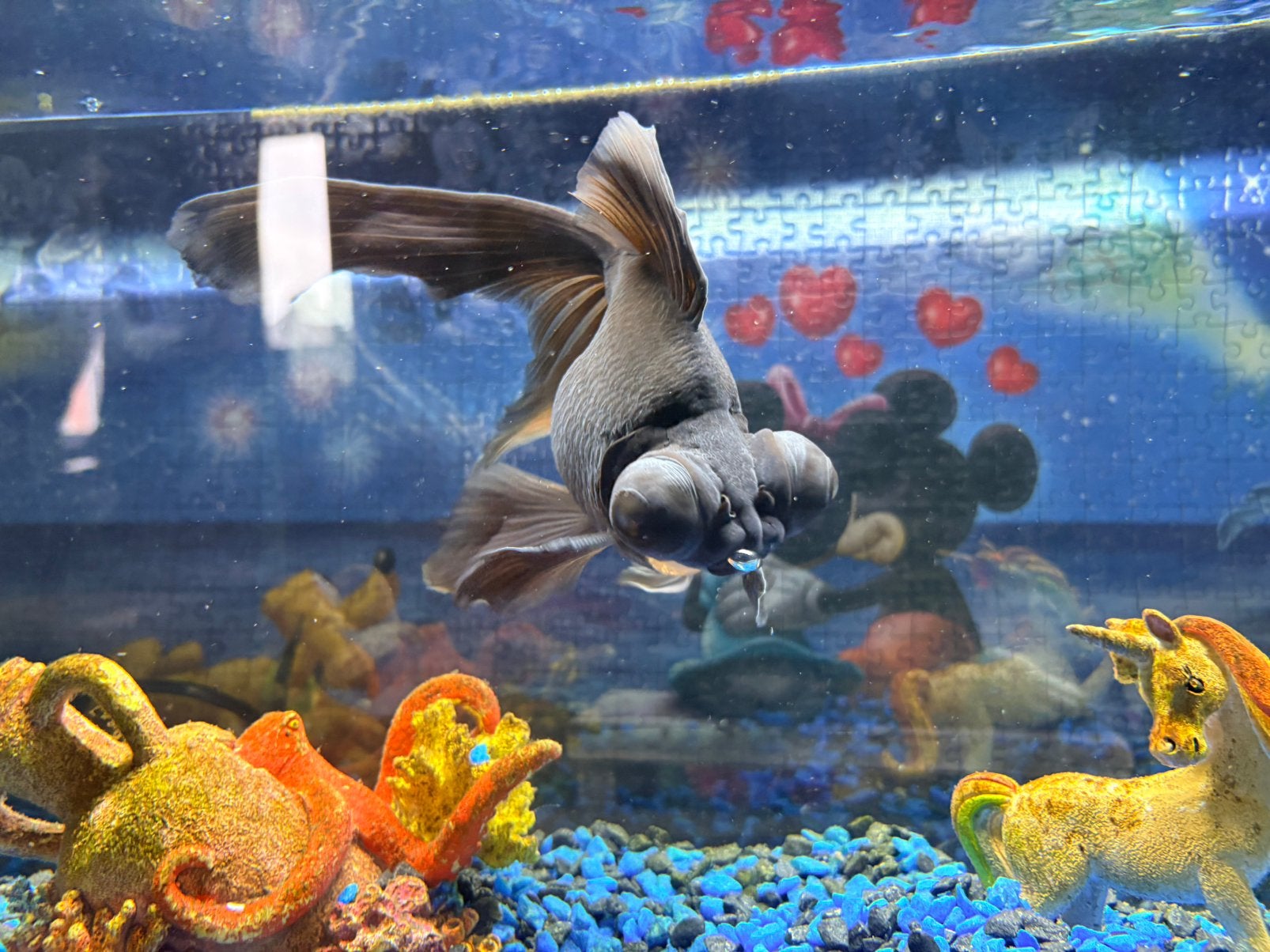 Black moor goudvis incl aquarium, Dieren en Toebehoren