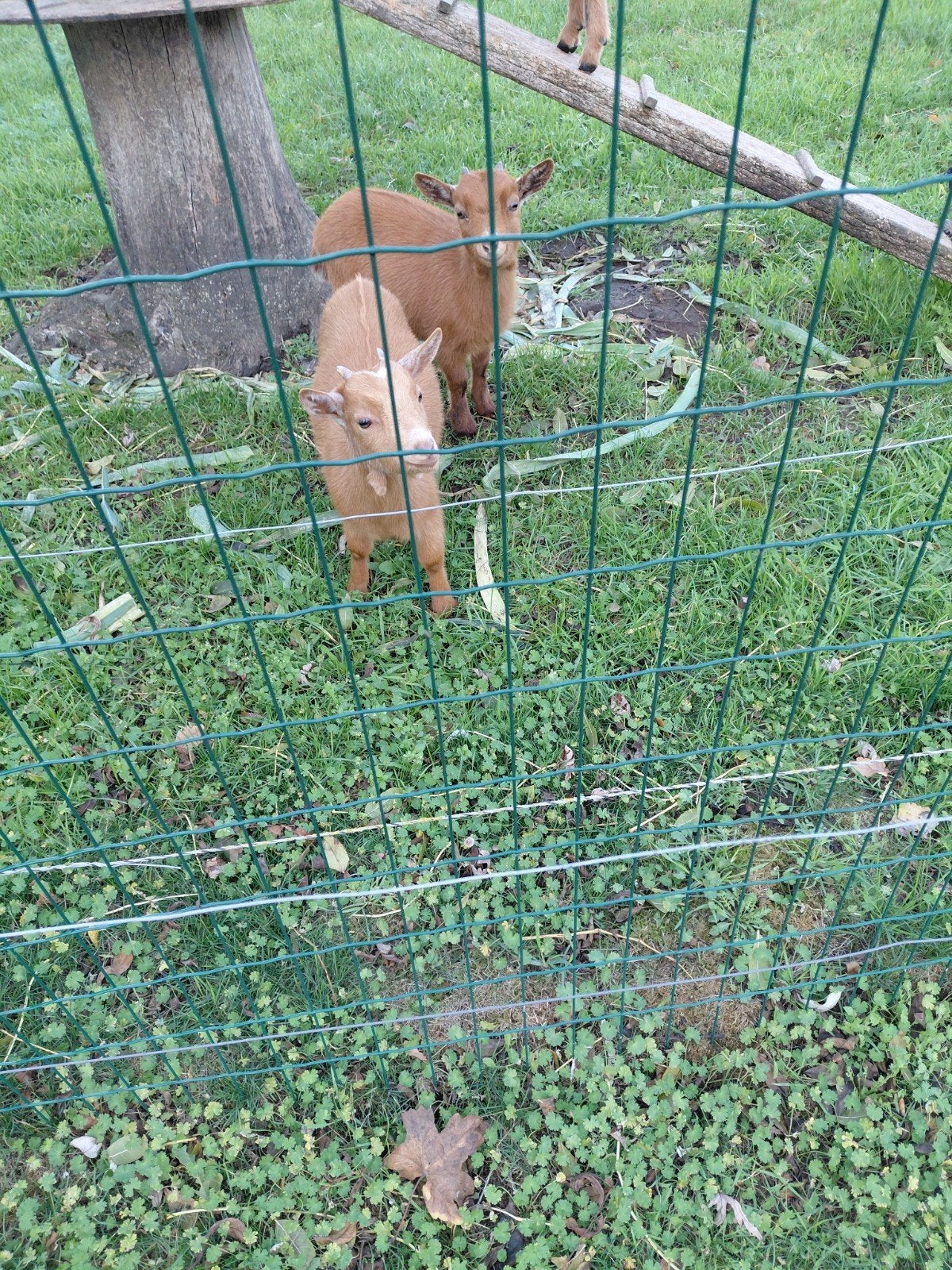 dwerggeitjes, Dieren en Toebehoren