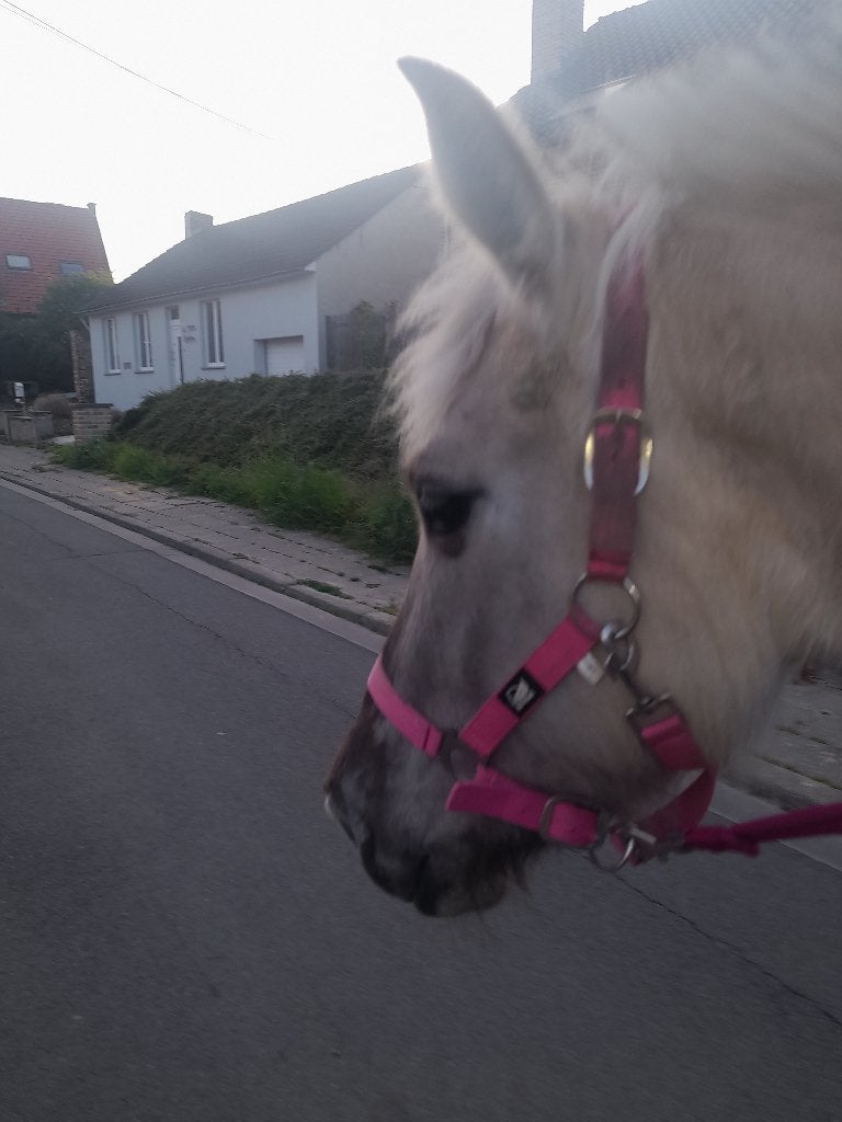 Jument fjord, Animaux & Accessoires, Jument, Moins de 160 cm, Avec pedigree, 0 à 2 ans