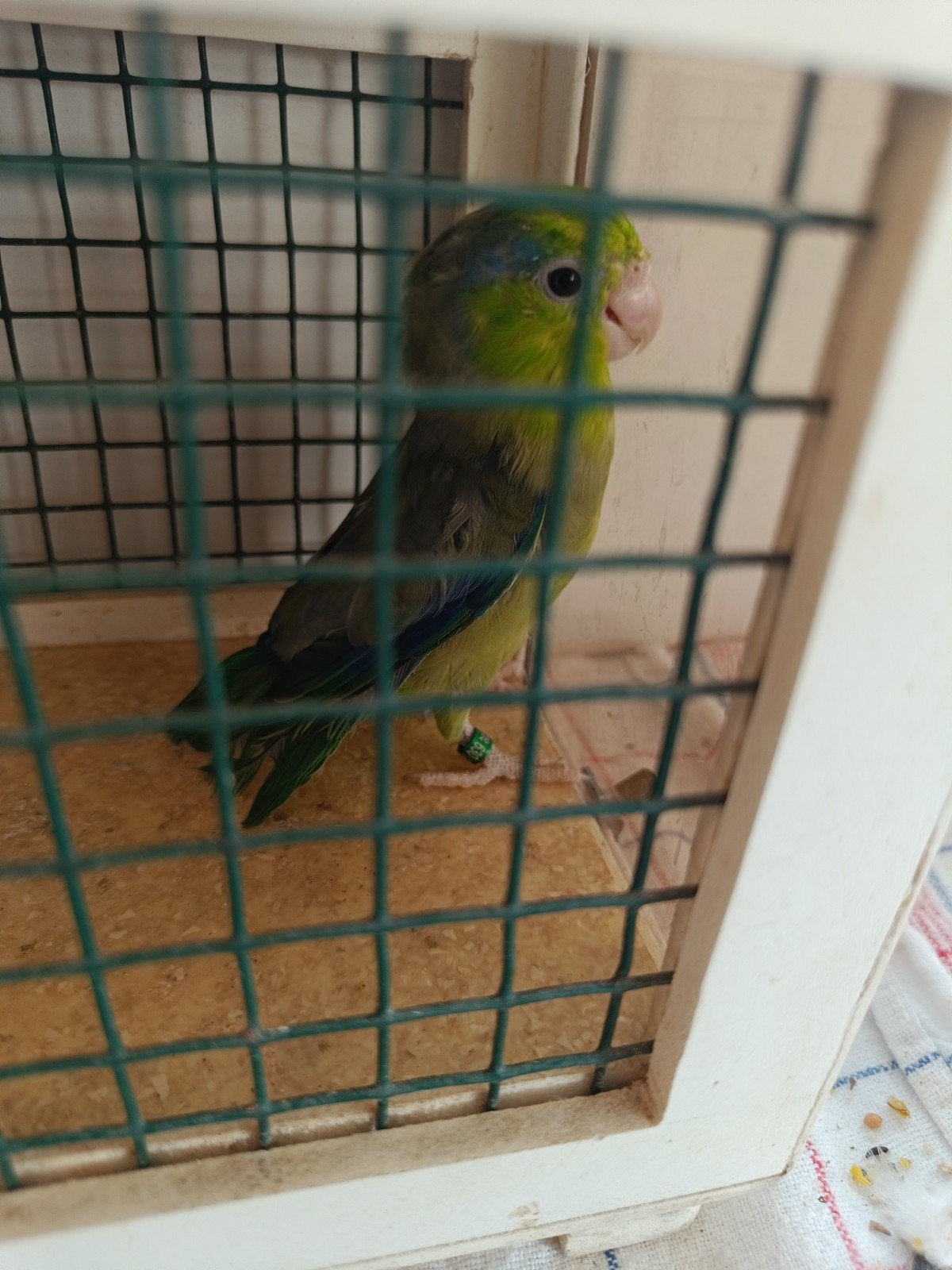 forpussen in fallow, Dieren en Toebehoren, Vogels | Parkieten en Papegaaien