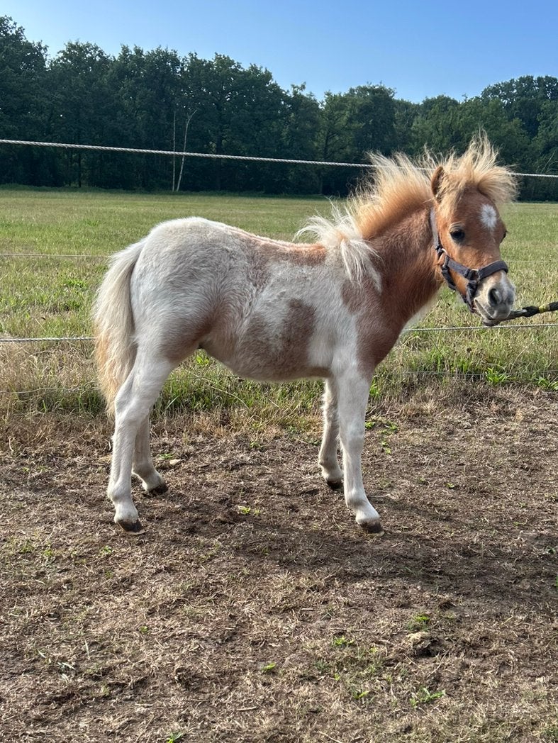 3 leuke shetlander hengstjes, Dieren en Toebehoren, Hengst, Niet van toepassing, Ontwormd, 0 tot 2 jaar