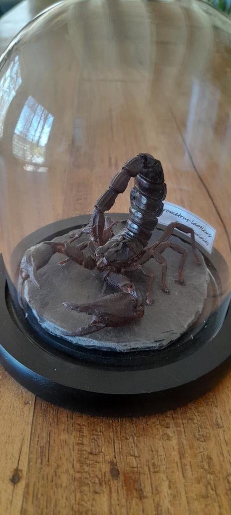 Scorpion sous cloche. Superbe, Enlèvement