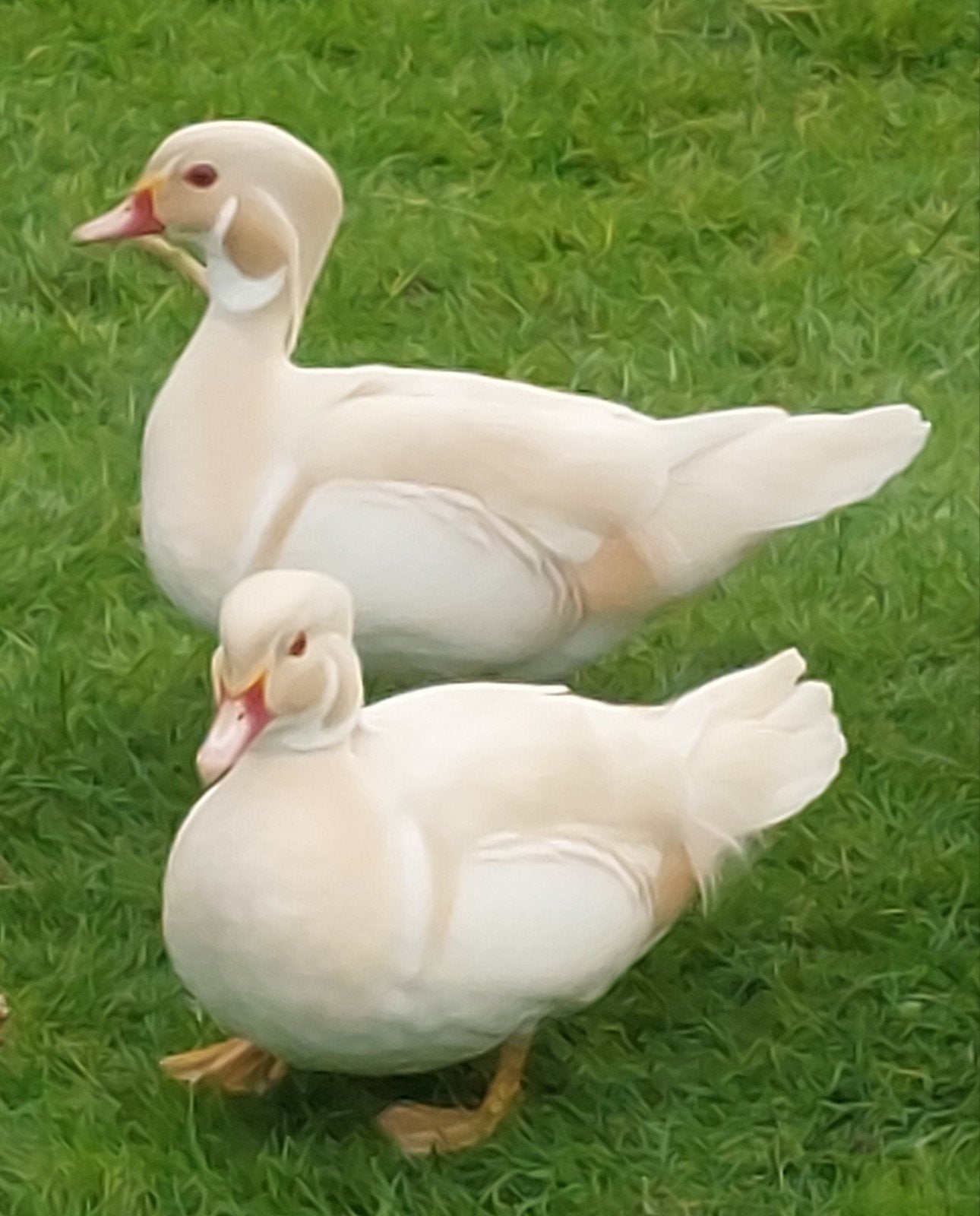 witte carolina eenden. siereenden