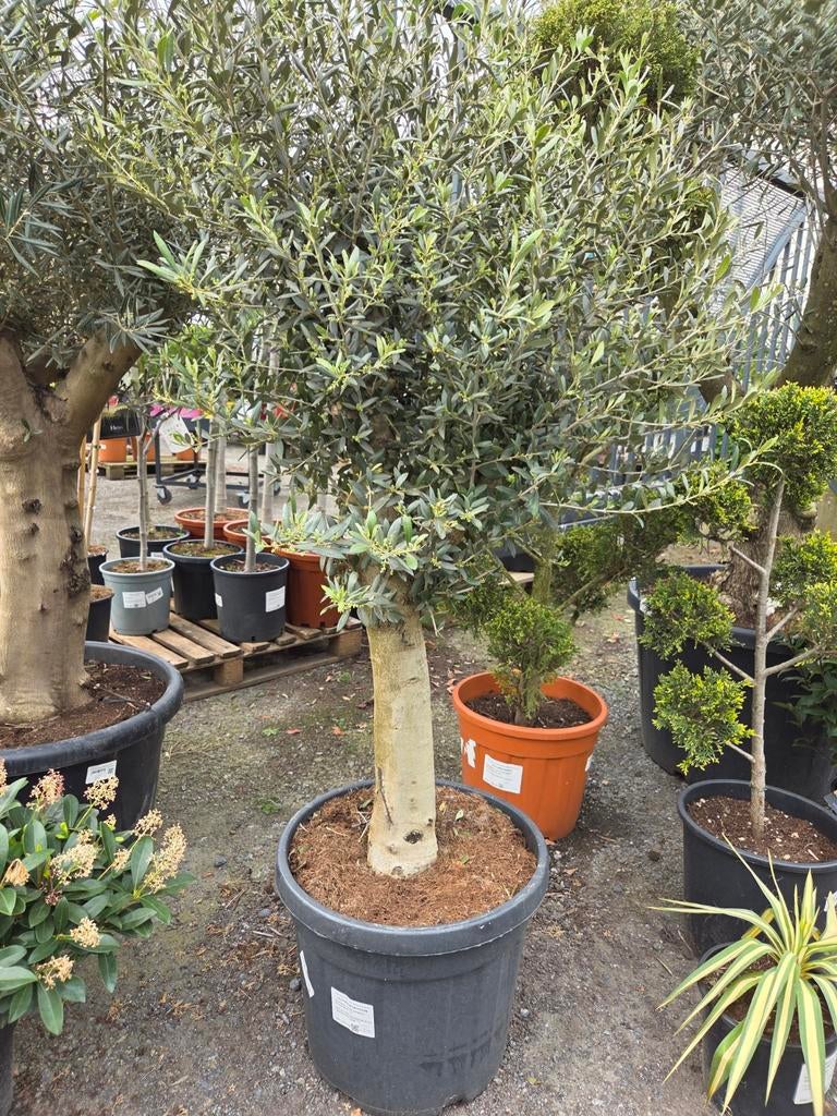 Olijfboom Olea Europaea, Tuin en Terras, Ophalen, Olijfboom