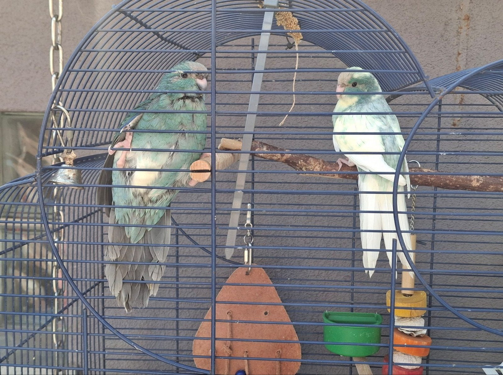 Handtamme kakariki's