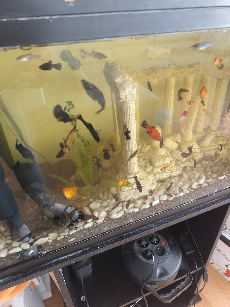 Guppy zwart, Animaux & Accessoires, Poissons | Poissons d'aquarium, Poisson, Poisson d'eau douce