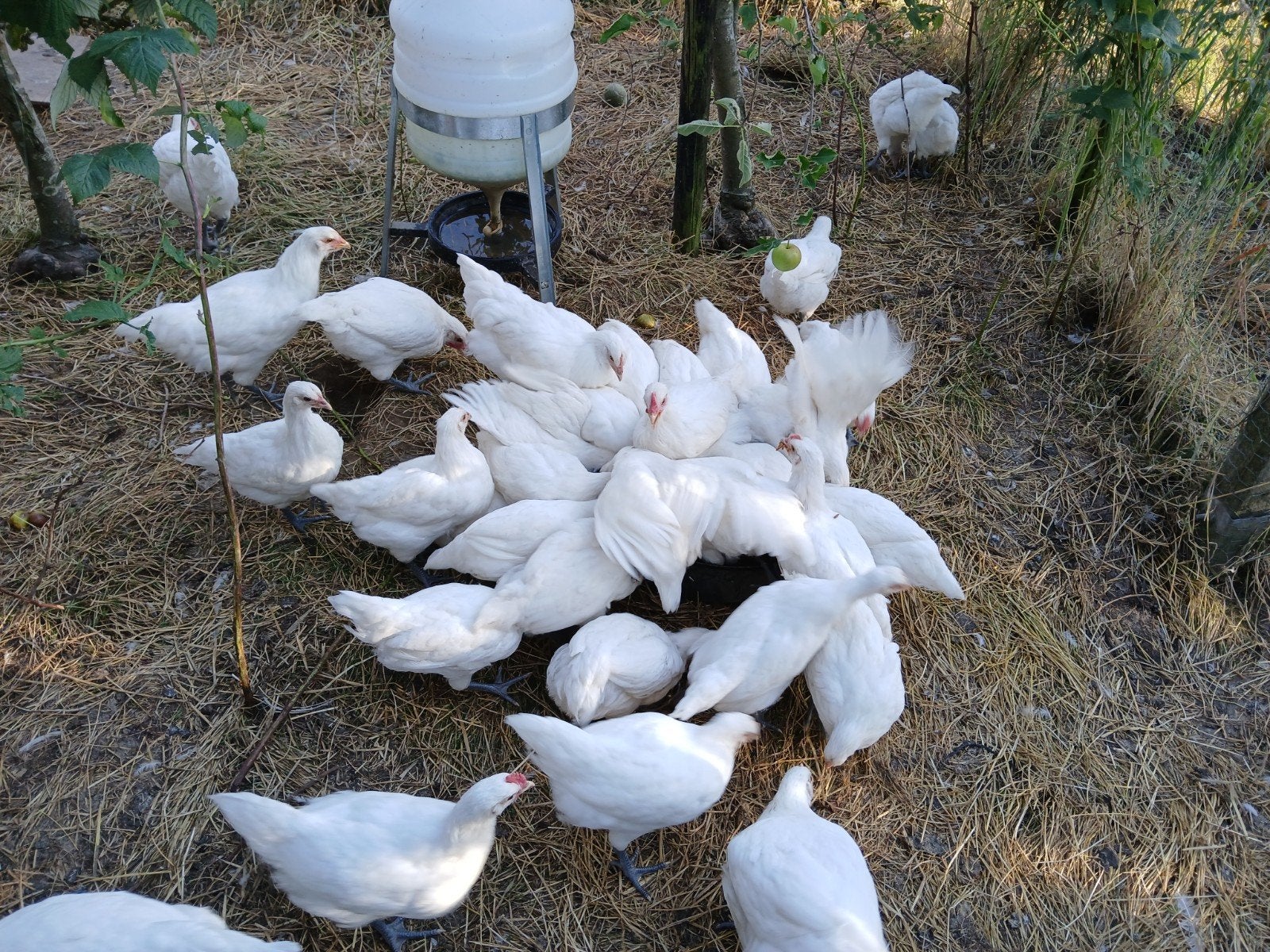 Poule de bresse hennen