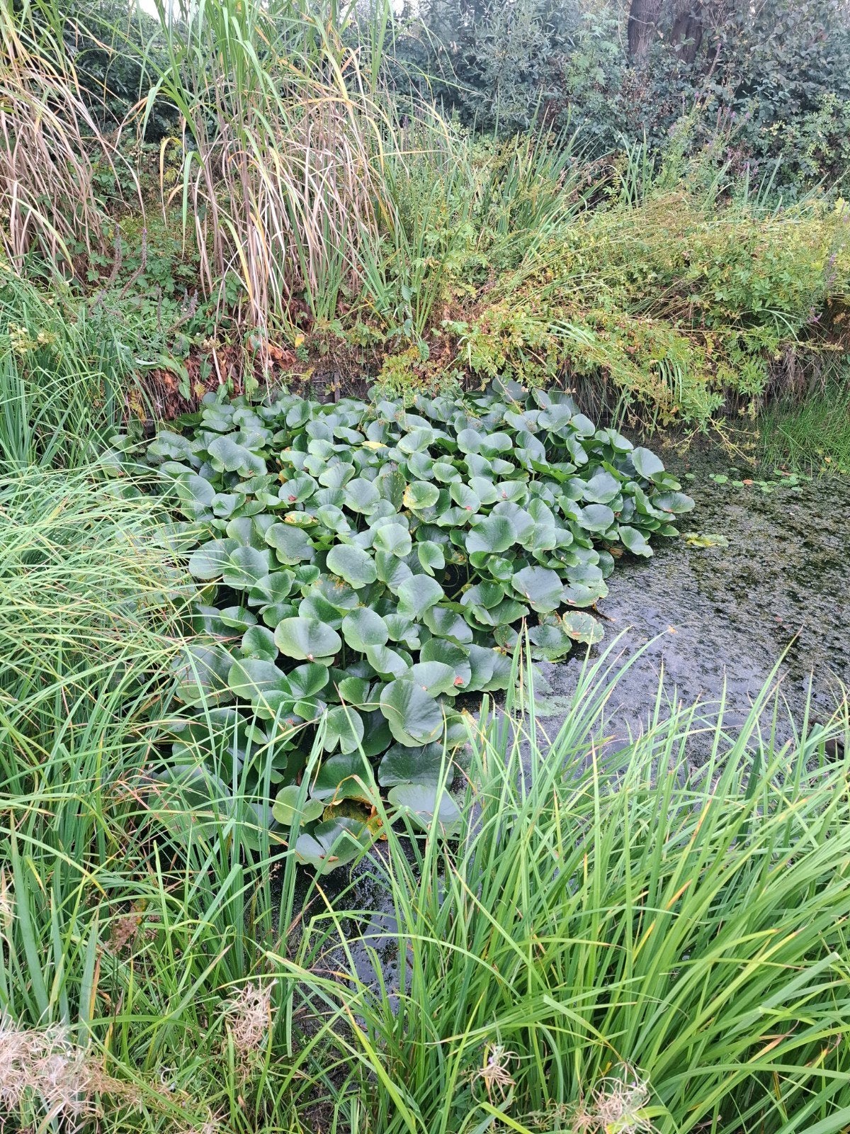 waterlelies + zuurstofplanten, Tuin en Terras, Ophalen