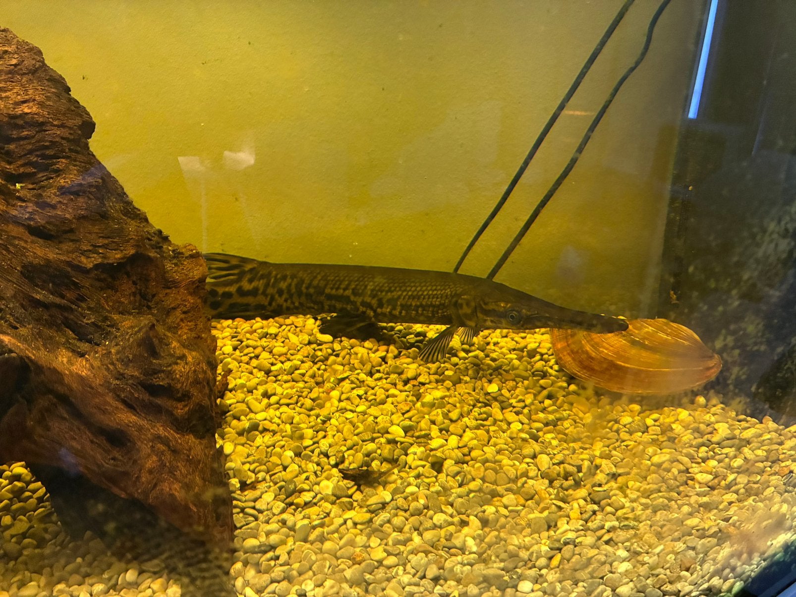 Alligator gar, Animaux & Accessoires, Poissons | Poissons d'aquarium, Poisson, Poisson d'eau douce