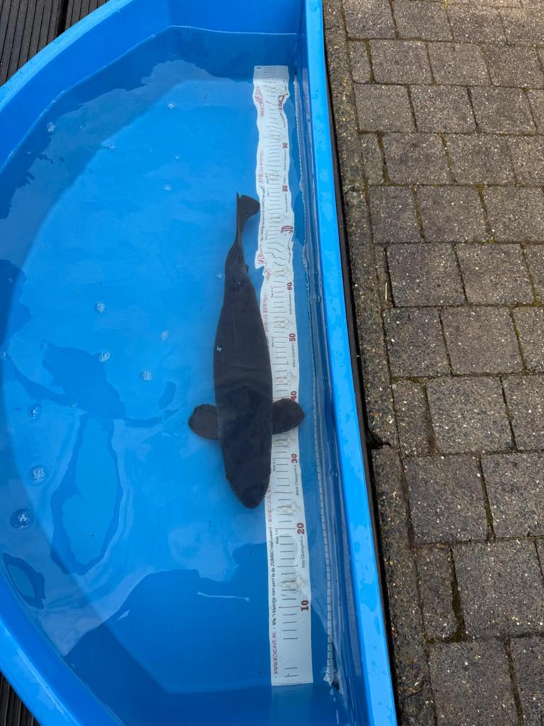 Magoi     koi, Karper of Koi