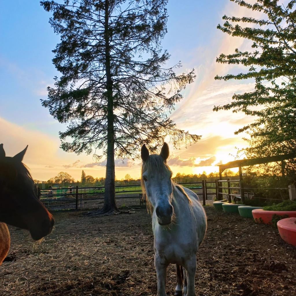 Straight Egyptian merrie, Dieren en Toebehoren, Ophalen, Nieuw