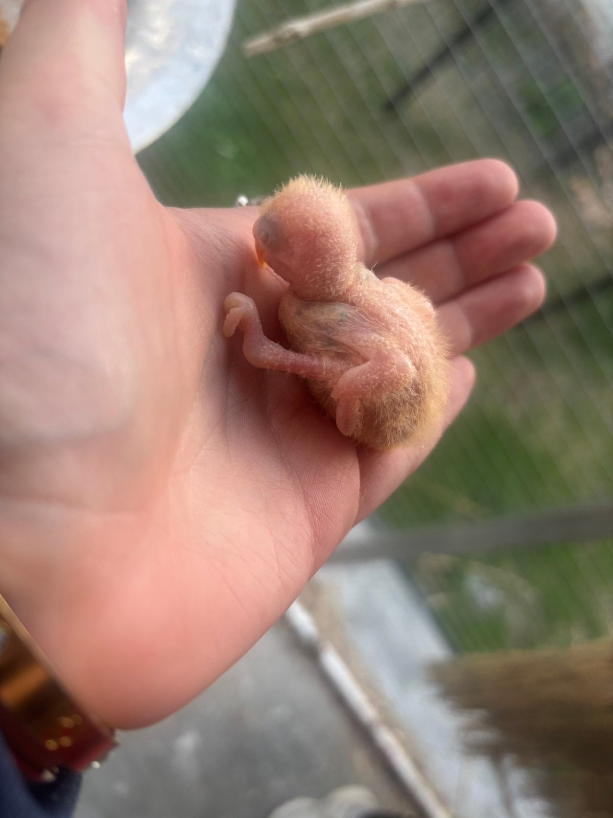 Agapornis, Contacten en Berichten
