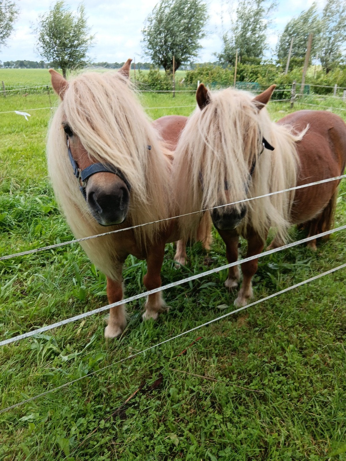 2 Shetlander merrie (moeder en dochter), Merrie, A pony (tot 1.17m), 3 tot 6 jaar