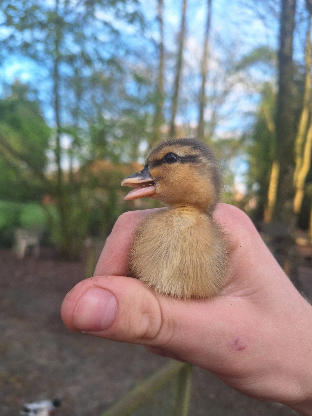 Kwaker kuikens, Dieren en Toebehoren, Pluimvee, Eend, Geslacht onbekend