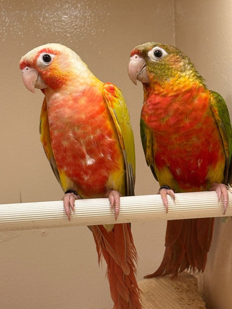 Pyrrhura molinae mutatie - Dominant rood - suncheek, Animaux & Accessoires, Plusieurs animaux, Perruche
