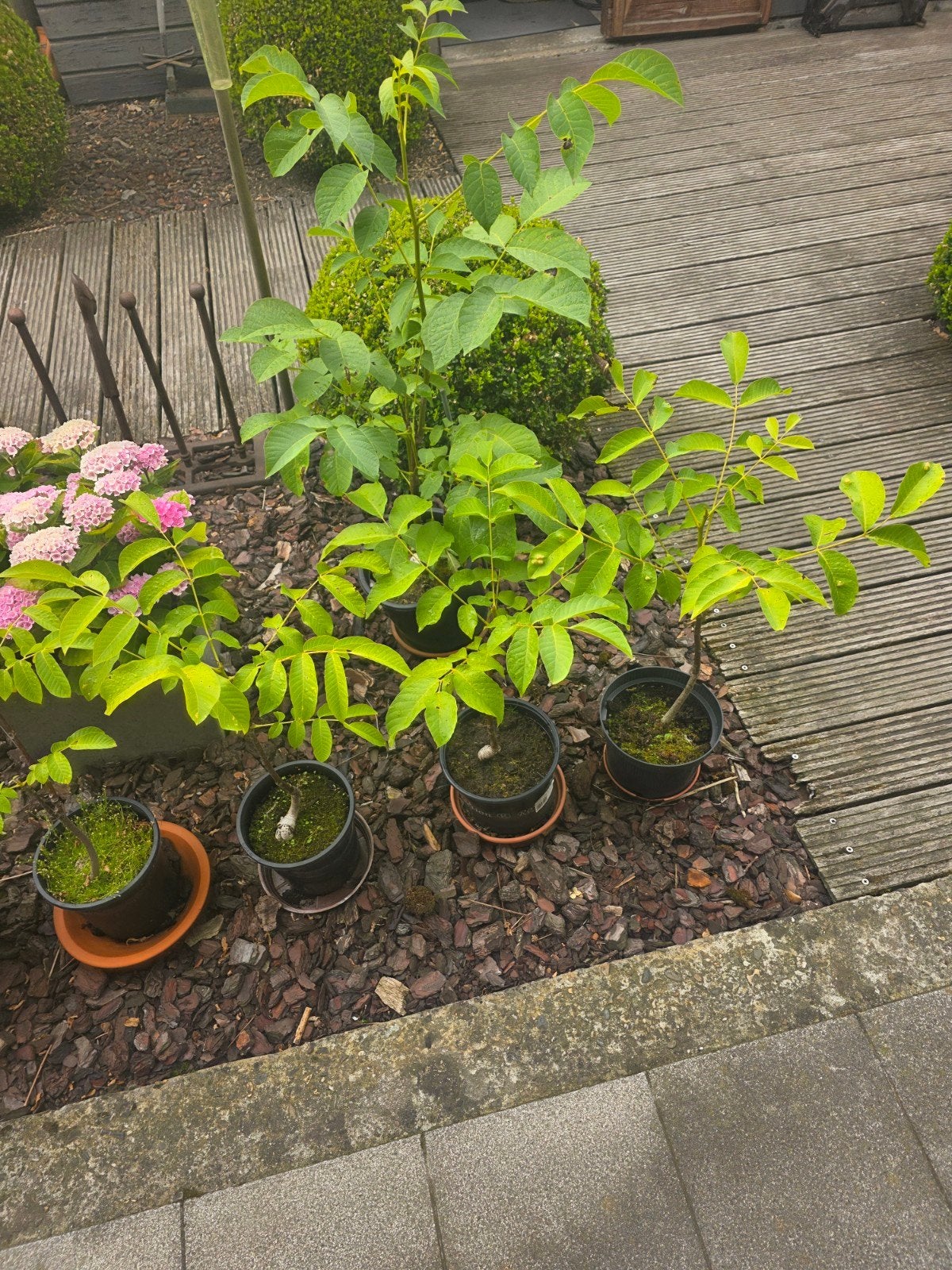 notenboom, Tuin en Terras, Planten | Bomen, Ophalen, Halfschaduw, Overige soorten, Minder dan 100 cm