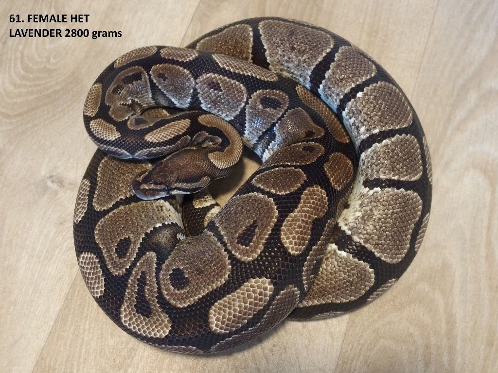 Koningspythons half en volwassen kweekdieren deel 3 Ball Python photo 13