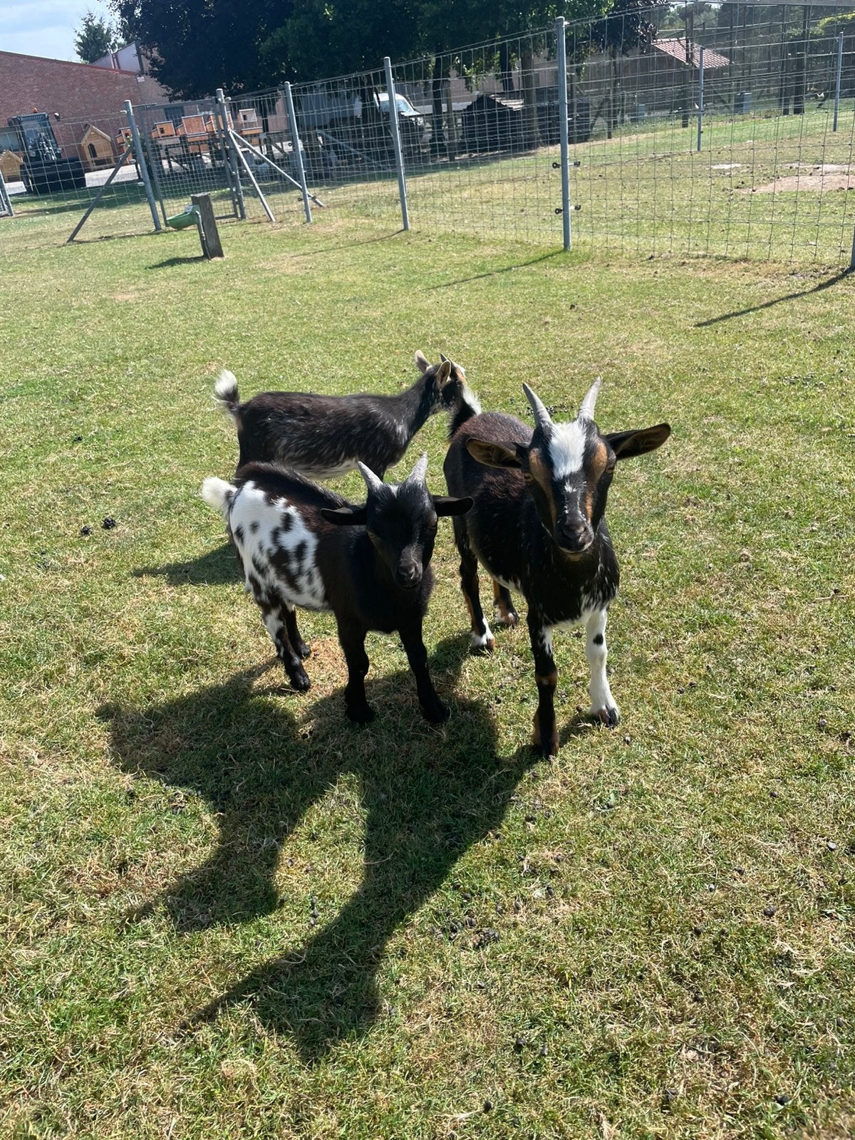 Dwerggeitjes