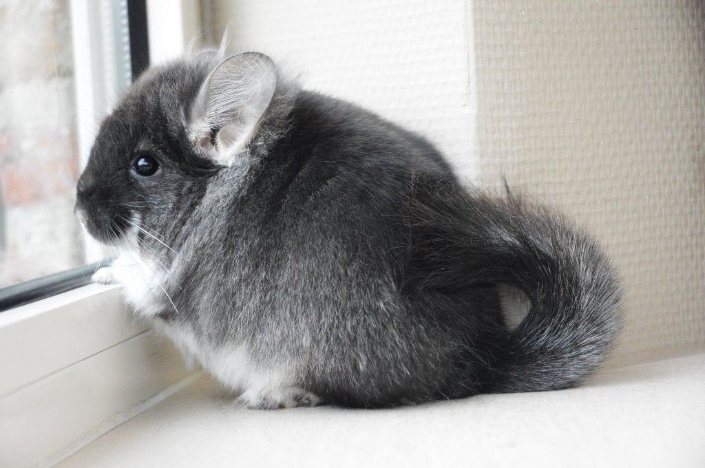 angora Chinchilla Black Pearl, Animaux & Accessoires, Chinchilla, Mâle, Domestique, Mai