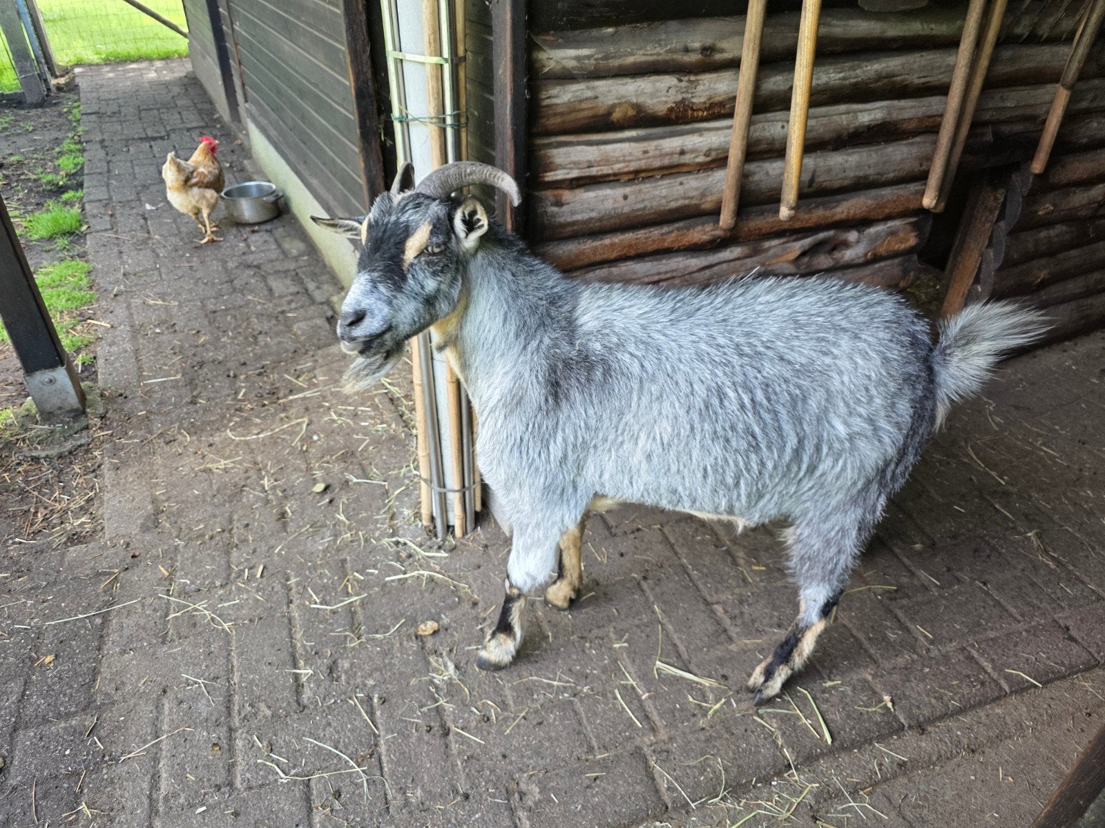 Blauwschimmel tan geitebokje te koop, Mannelijk, Geit, 3 tot 5 jaar